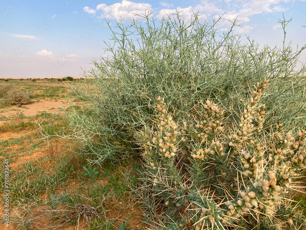 Plants and trees in the level desert east of Al-Shmasiyah, Saudi Arabia Plants and trees in the level desert east of Al-Shmasiyah, Saudi Arabia
