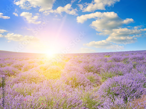 A blooming lavender field and sunrise.