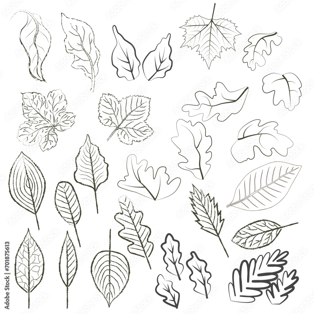 Autum leave hand drawing.Vector.