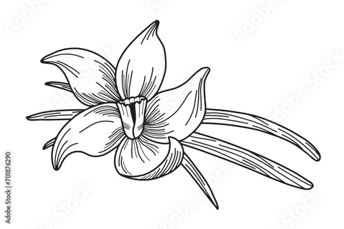 Black and white hand drawn illustration of vanilla flower with vanilla pods. Cooking and aromaterapy ingredient. Vector illustration isolated on white background