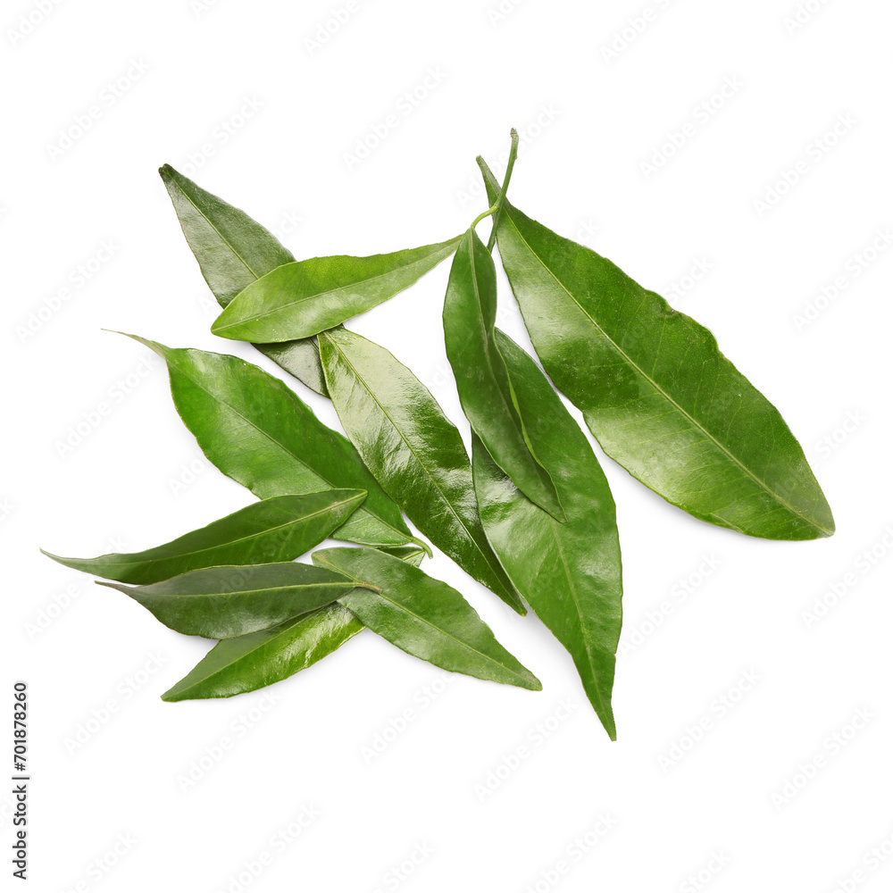 Fototapeta premium Tangerine leaves on white background