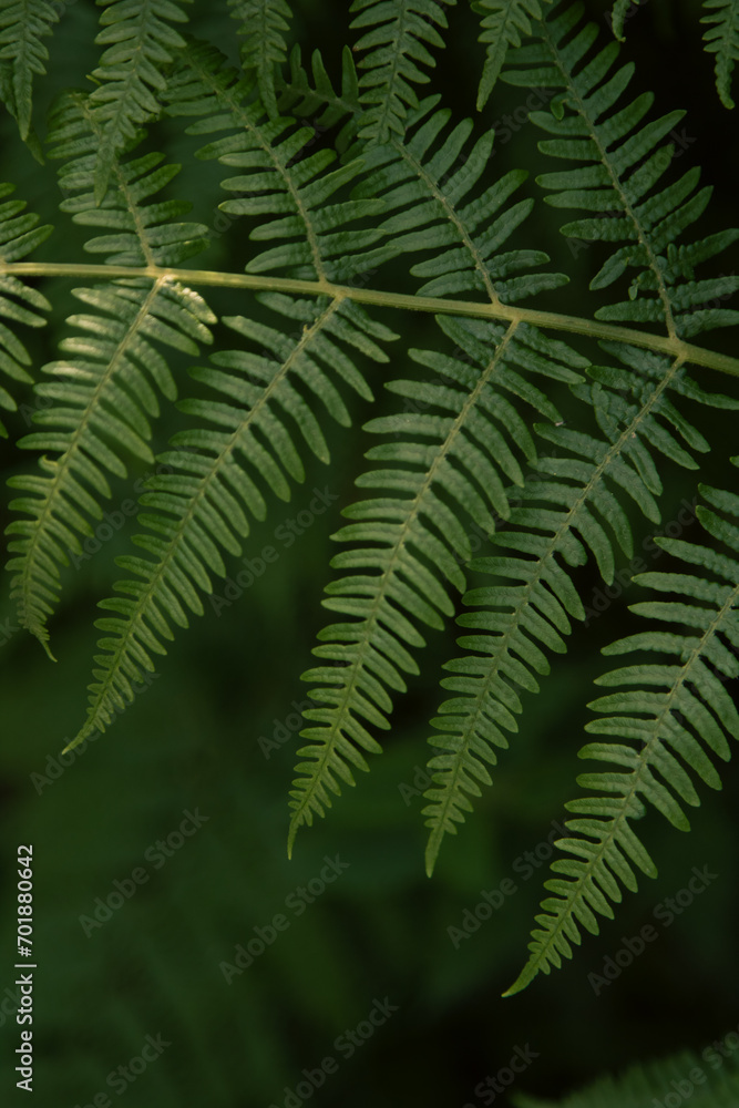 Fern leaves in the forests that surrounds the Druid's Temple in Ilton, England.