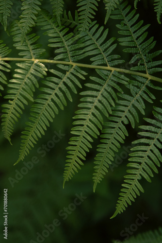 Fern leaves in the forests that surrounds the Druid s Temple in Ilton  England.