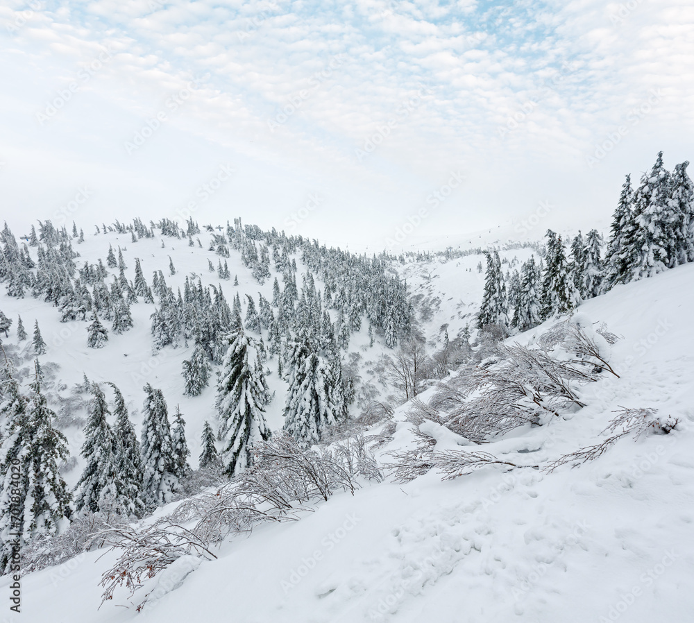 Fototapeta premium Snowy fir trees on winter hill in cloudy weather (Carpathian).