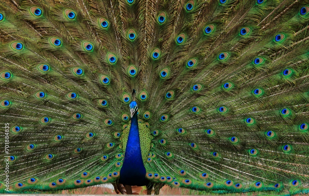 Obraz premium closeup of peacock with feathers out