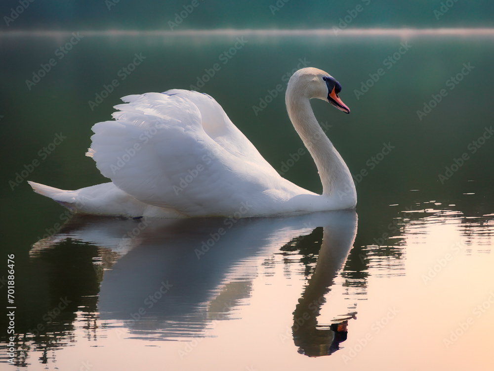 Fototapeta premium swan on the lake