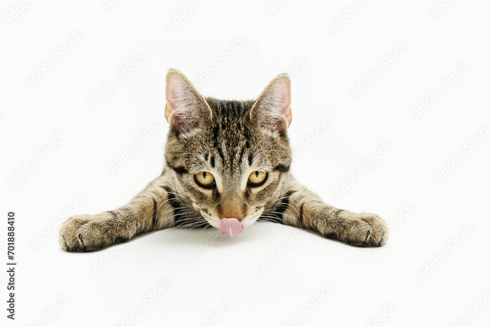 Hungry striped cat licking its lips with tongue and eating, Isolated on white background