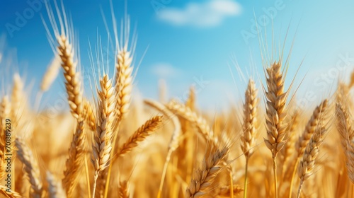 Golden wheat field. Ears of golden wheat close-up. Rich harvest Concept