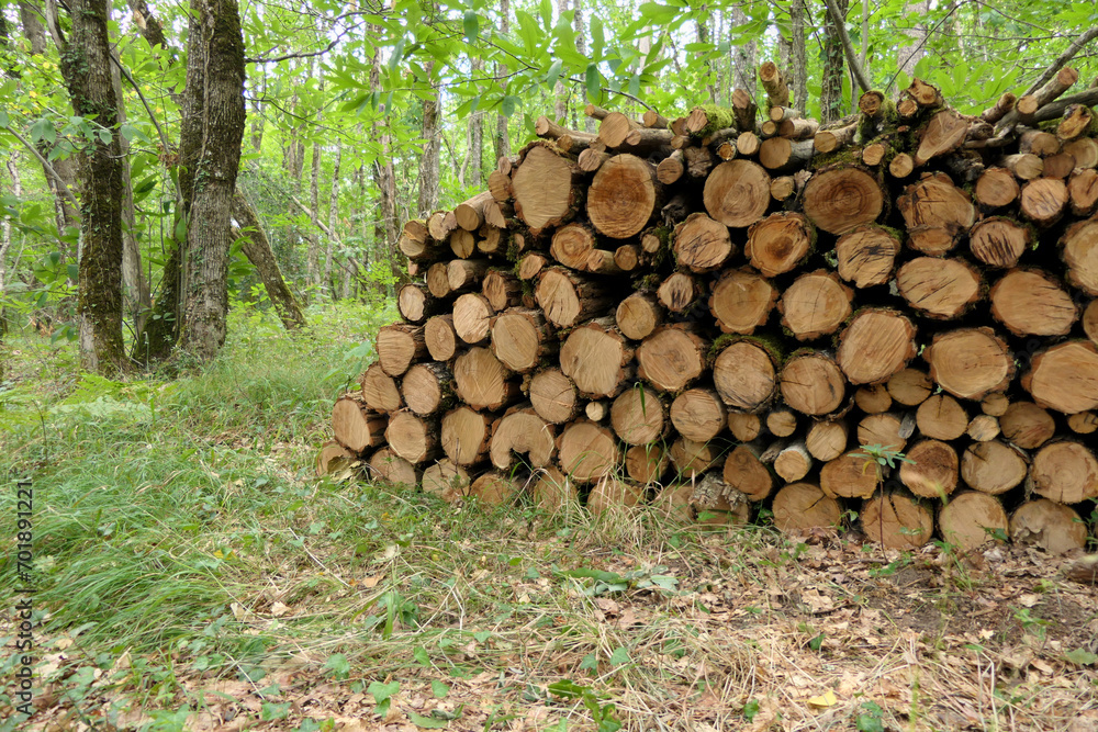 Log pile of sweet chestnut, acacia and oak logs in a woodland clearing
