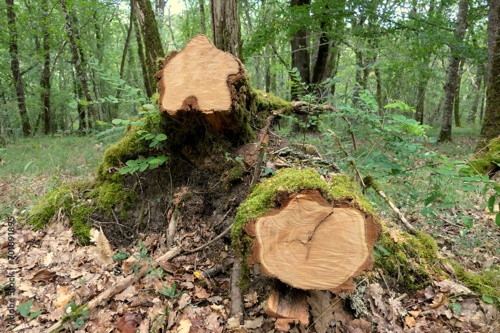 Close up of end sections of moss covered felled tree showing rings and cracking
Close up of end sections of moss covered felled tree showing rings and cracking