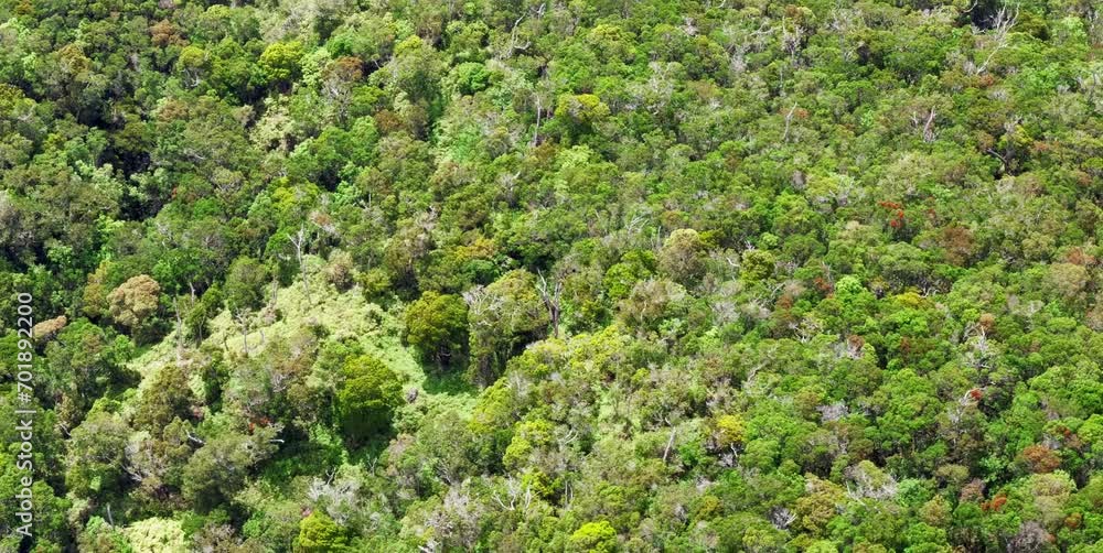 aerial video of a stretch of green forest in a mountainous area with dense and natural trees aerial video of a stretch of green forest in a mountainous area with dense and natural trees