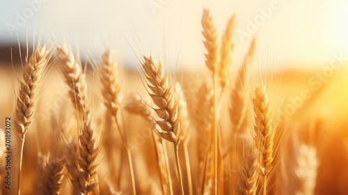 Wheat field. close-up. Rich harvest Concept