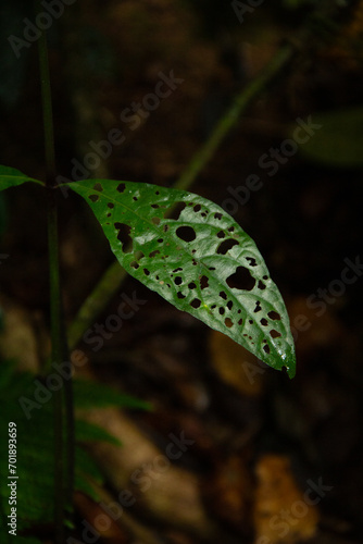 leaf with wormholes bitten by caterpillar worm