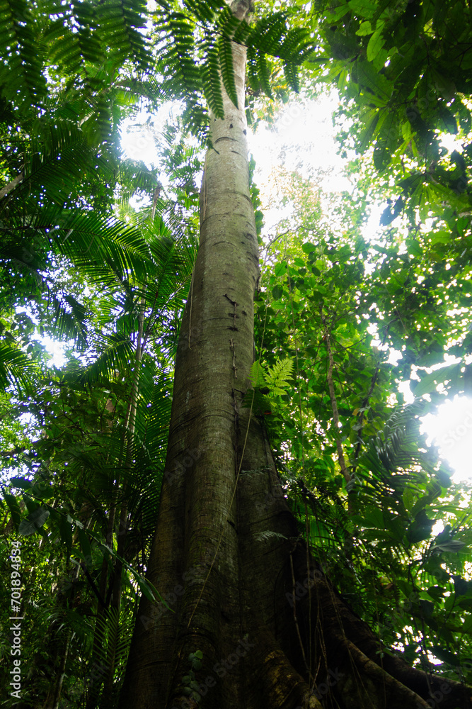Fototapeta premium old large tree in green forest