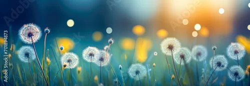 Panel kuchenny z motywem Beautiful dandelion flowers in the meadow at sunset.