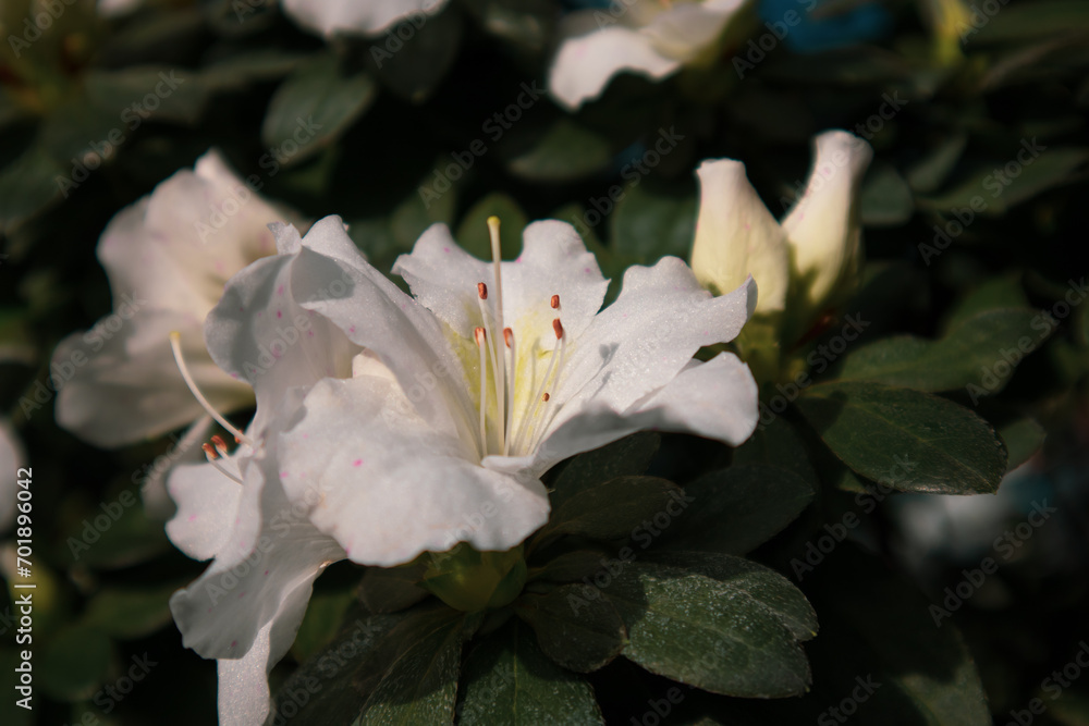 Azalea in full bloom. White Rhododendron garden flowers, buds, petals. Flowering bush in spring summer. Black floral background. Rhododendrons blossom Azalea in full bloom. White Rhododendron garden flowers, buds, petals. Flowering bush in spring summer. Black floral background. Rhododendrons blossom