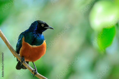 Superb starling Lamprotornis superbus perched photo