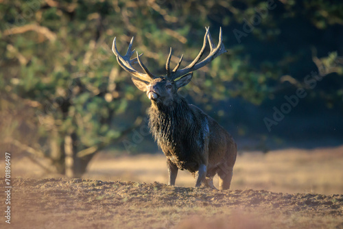 Male red deer, cervus elaphus, rutting during sunset photo