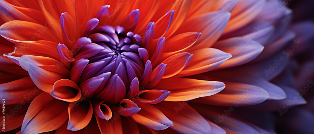 A close up photograph of a vibrant flower