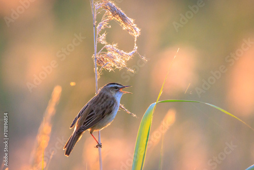 Sedge Warbler, Acrocephalus schoenobaenus, singing during sunset photo