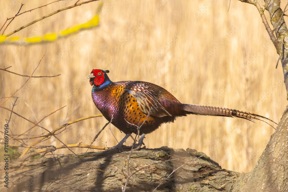 Fototapeta premium Male Pheasant Phasianus colchicus stepping