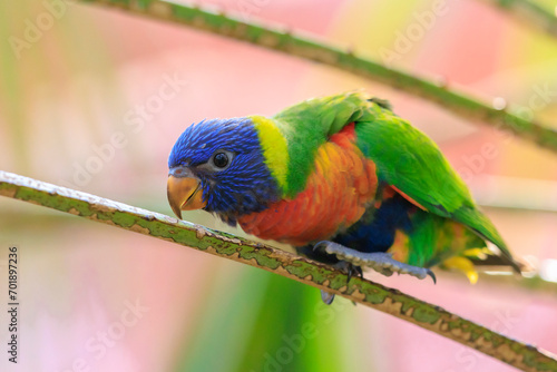 Rainbow lorikeet, Trichoglossus moluccanus, bird perched photo