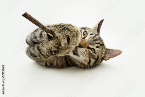 Obraz na plátně Portrait hungry ginger tabby kitten cat chewing a natural treat stick