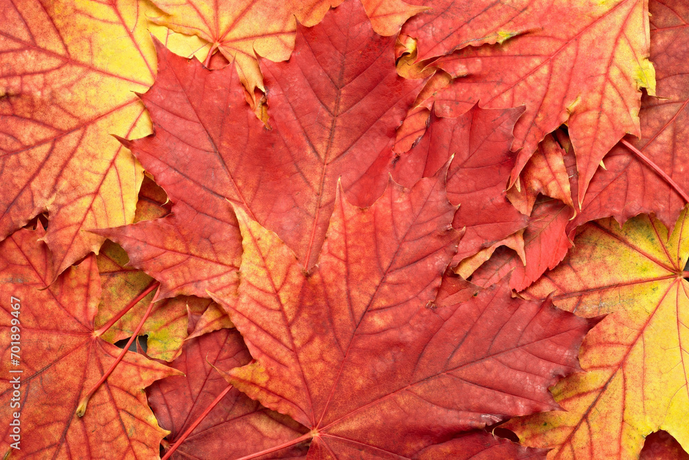4K Ultra HD Image of Colorful Autumn Leaves - Vibrant Fall Foliage Background 4K Ultra HD Image of Colorful Autumn Leaves - Vibrant Fall Foliage Background