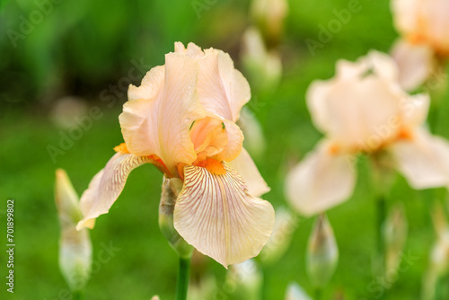 Tall bearded bicolor iris flower  Edward of Windsor  - Standards  upper petals  and falls  lower petals  in creamy orange  beard in orange color  Germanica Berbata-Elatior Group 