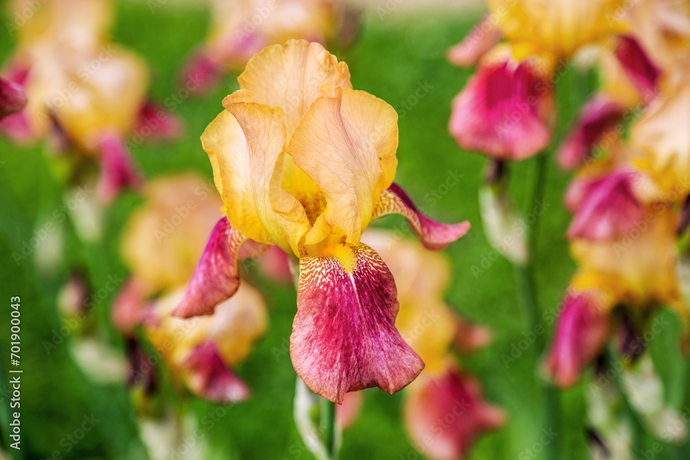 Tall bearded bicolor iris flower