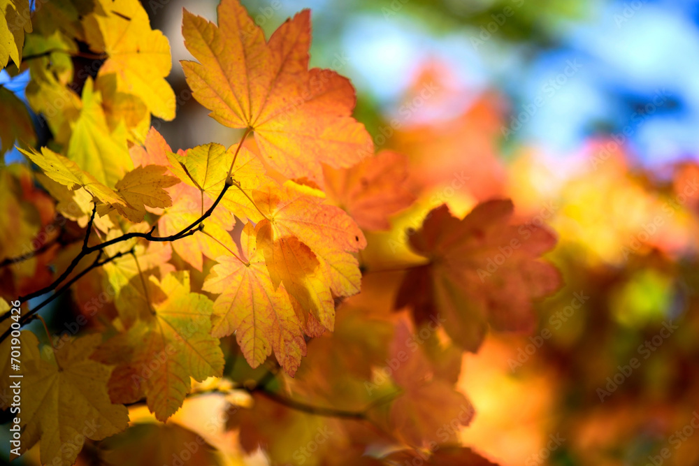 Fototapeta premium 4K Ultra HD Close-Up Image of Autumn Yellow Color Leaves Against Sky Background - Nature's Harmony