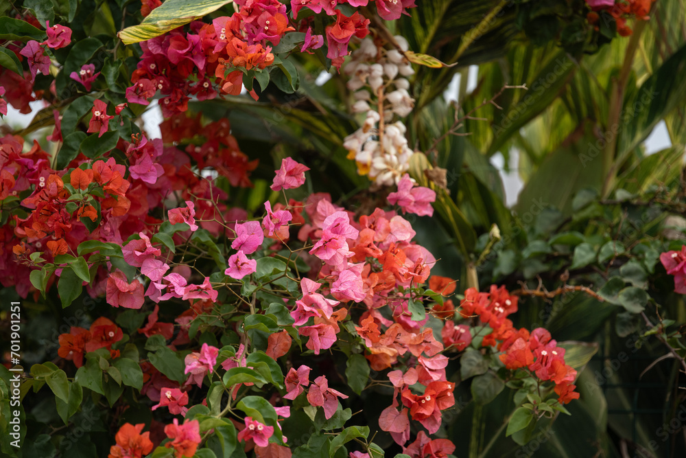 Naklejka premium red flowers in the garden - easter island