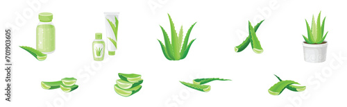 Aloe Vera Green Fleshy Leaf and Cosmetic Product Vector Set