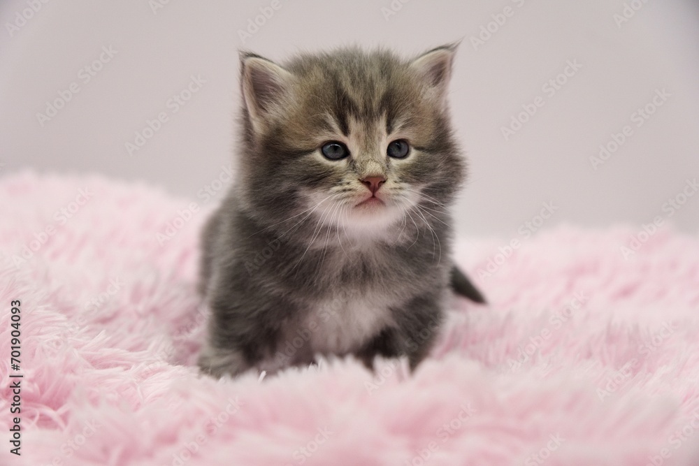 Blue Siberian kitten 4 weeks old Blue Siberian kitten 4 weeks old