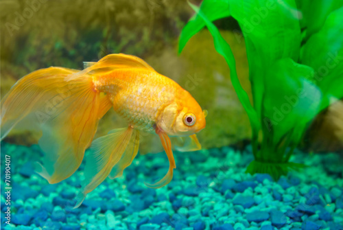 Goldfish gold fish in aquarium