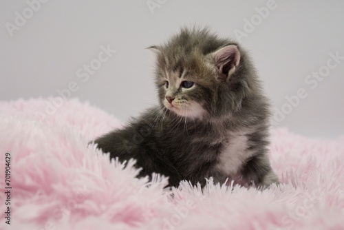 Blue Siberian kitten 4 weeks old