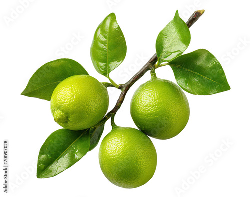 Fresh delicious limes on branch, cut out © Yeti Studio