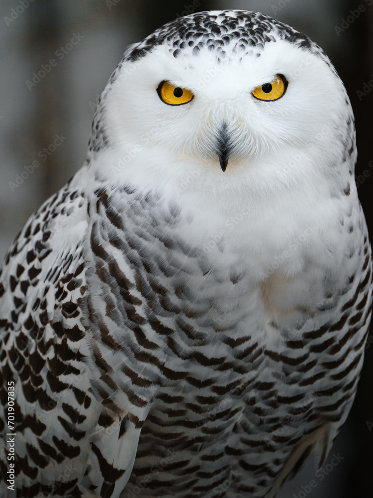 Portrait of Snowy owl on branch Portrait of Snowy owl on branch