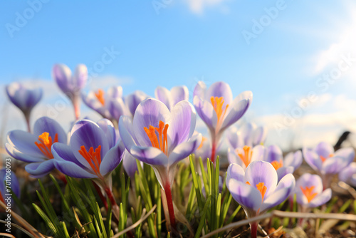 Beautiful Purple crocus spring flower in front of blue sky © Firn