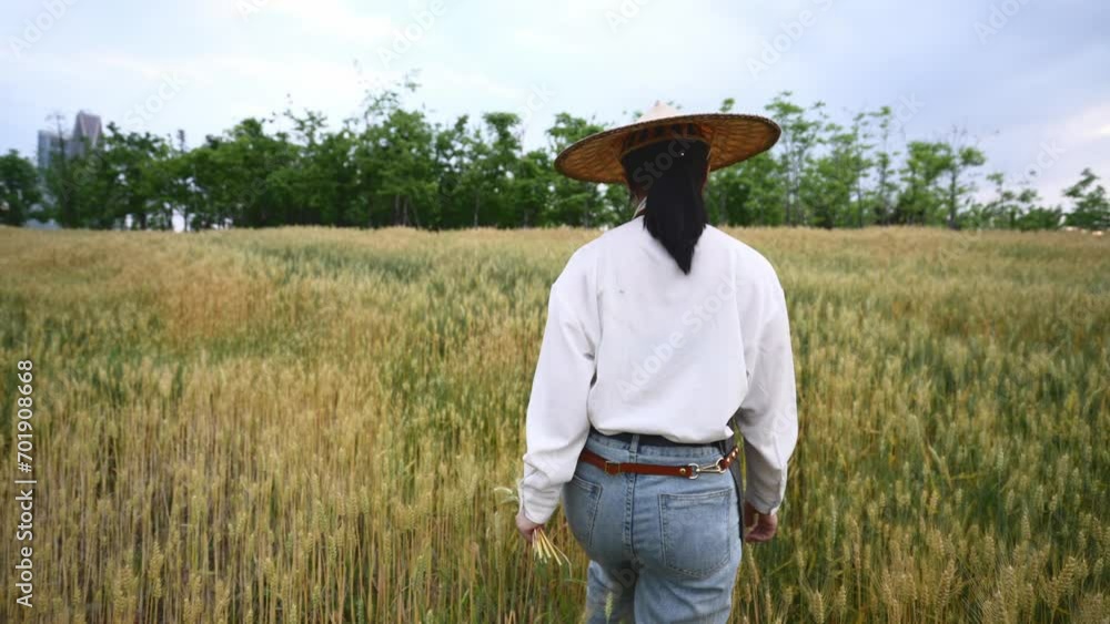 people working in wheat field people working in wheat field