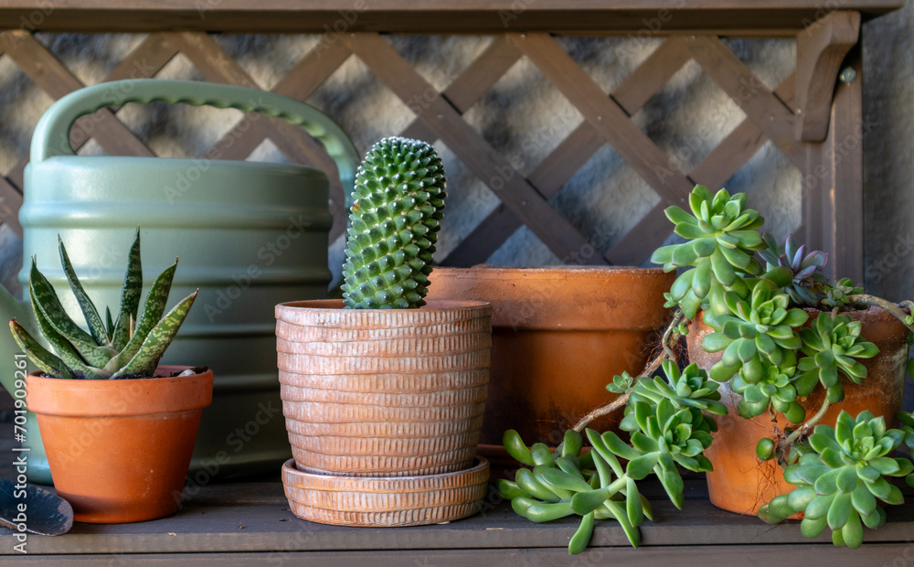 Close up of succulents in terracotta pots on potting bench with watering can