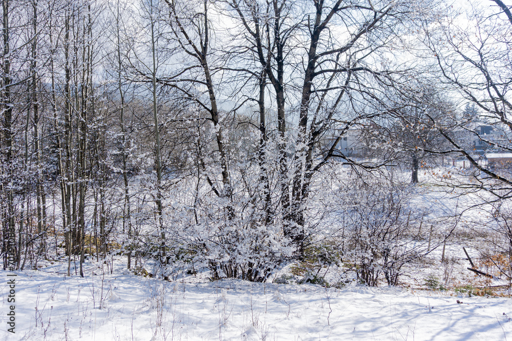 Snowy field and trees in winter