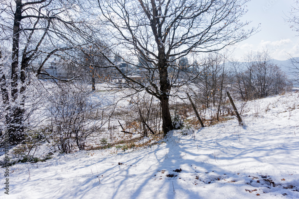 Snowy field and trees in winter Snowy field and trees in winter