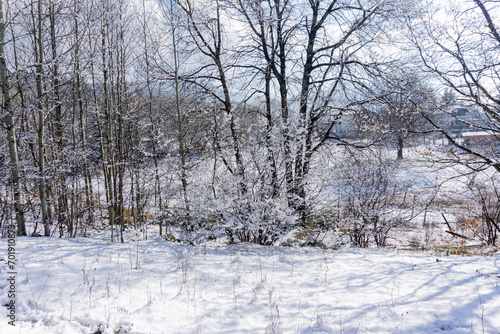 Snowy field and trees in winter