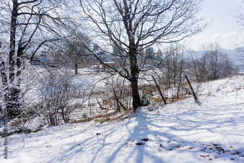Snowy field and trees in winter © rninov