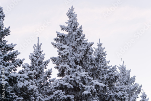 Winter trees in a snow after snowfall on the sky background. Russia