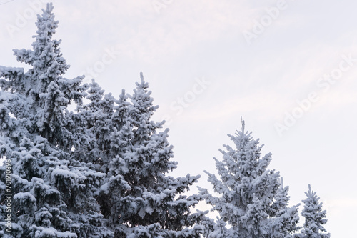 Winter trees in a snow after snowfall on the sky background. Russia