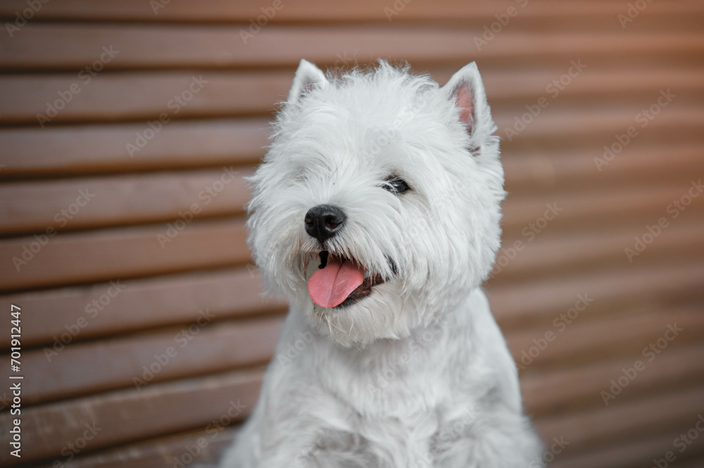 west highland white terrier sitting on a bench