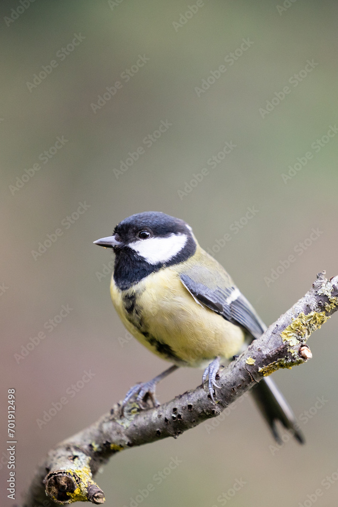 Adult Great Tit (Parus Major) posed on the end of a stick in British back garden in Winter. Yorkshire, UK