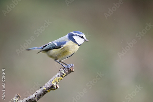 Adult Blue Tit (Cyanistes caeruleus) posed on the end of a stick in British back garden in Winter. Yorkshire, UK © Helen